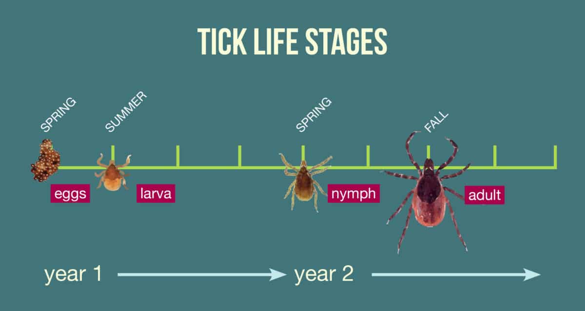 tick life stages