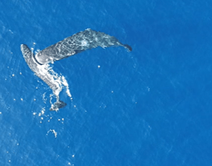 whales headbutting
