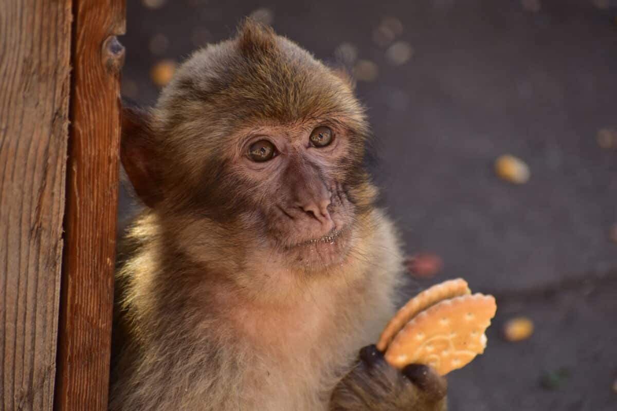 macaque