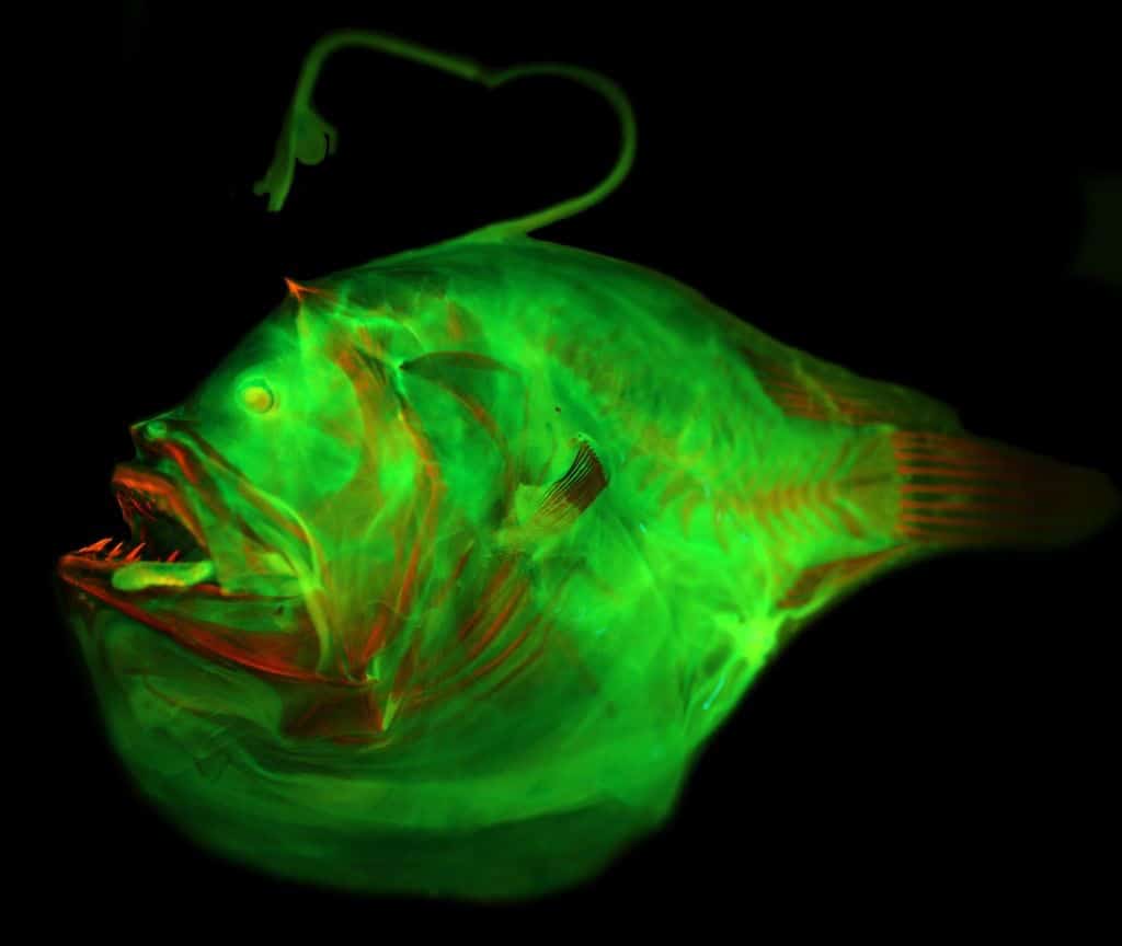 Anglerfish