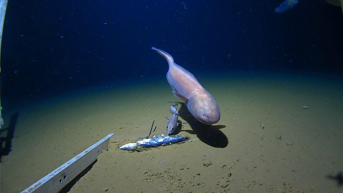 Bassozetus