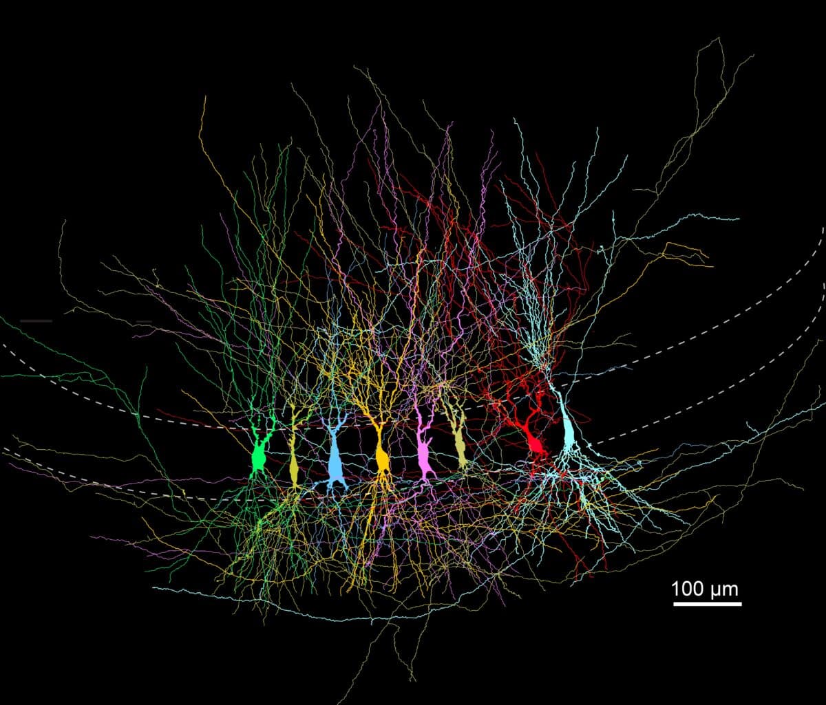 Collage_Neurons_(c) Jose Guzman_Jonas group