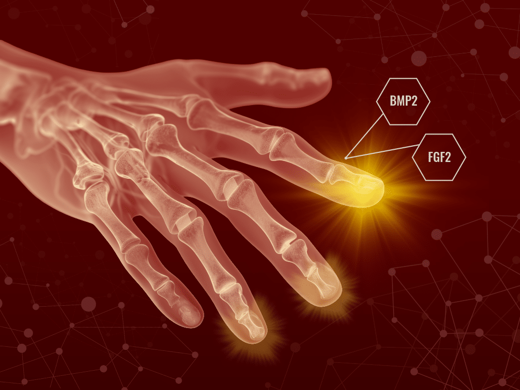 Human-Regeneration-1