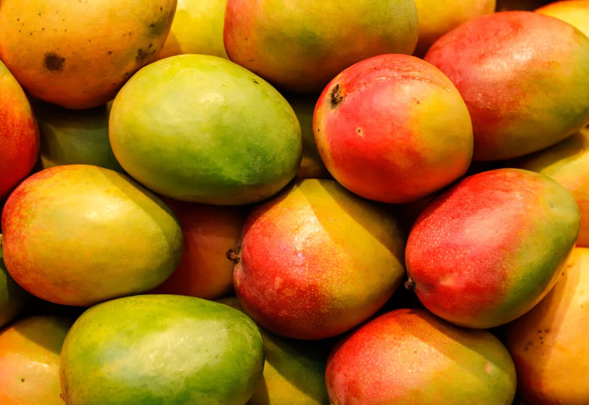 A bunch of fresh mangoes
