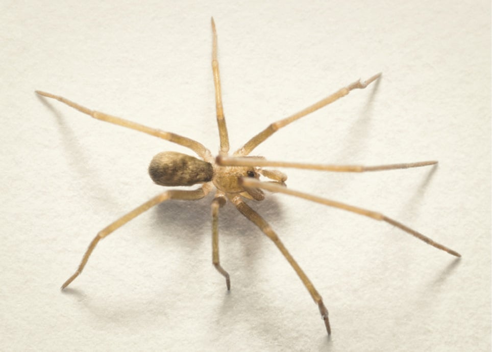 Pikelinia floydmuraria