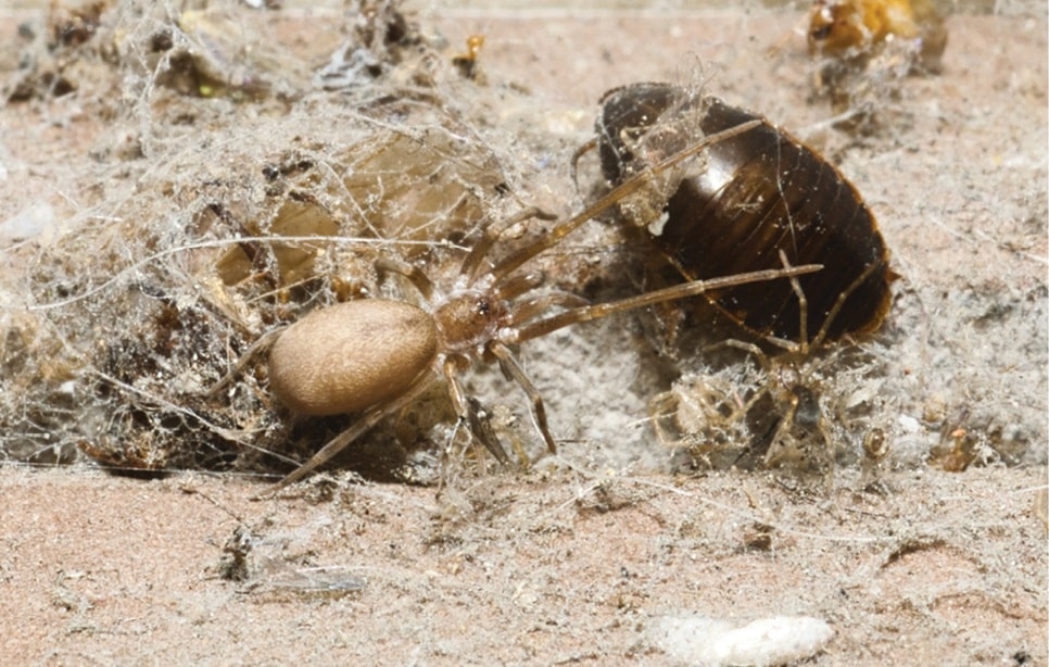 Pikelinia floydmuraria