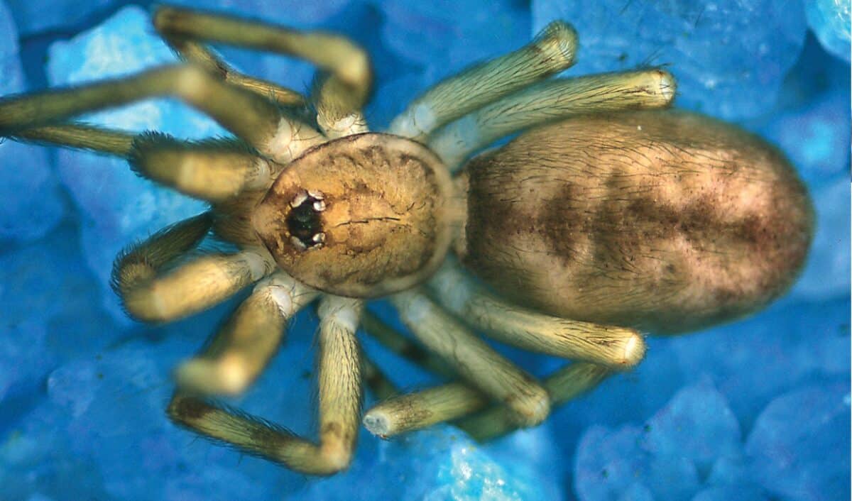Scientists Name New Colombian Spider Species After Pink Floyd