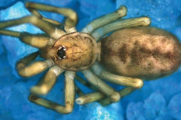 Pikelinia floydmuraria