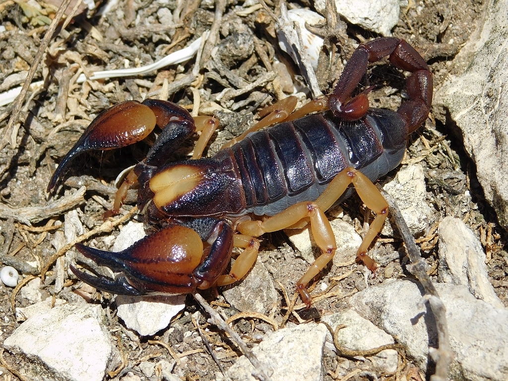 scorpion