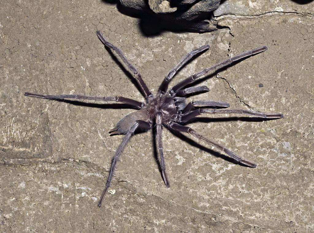 Tarantulas_cave