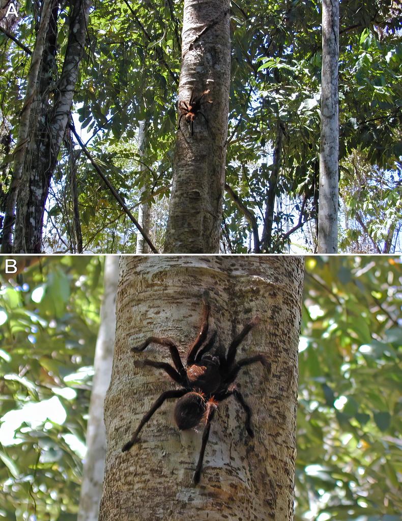 tarantula