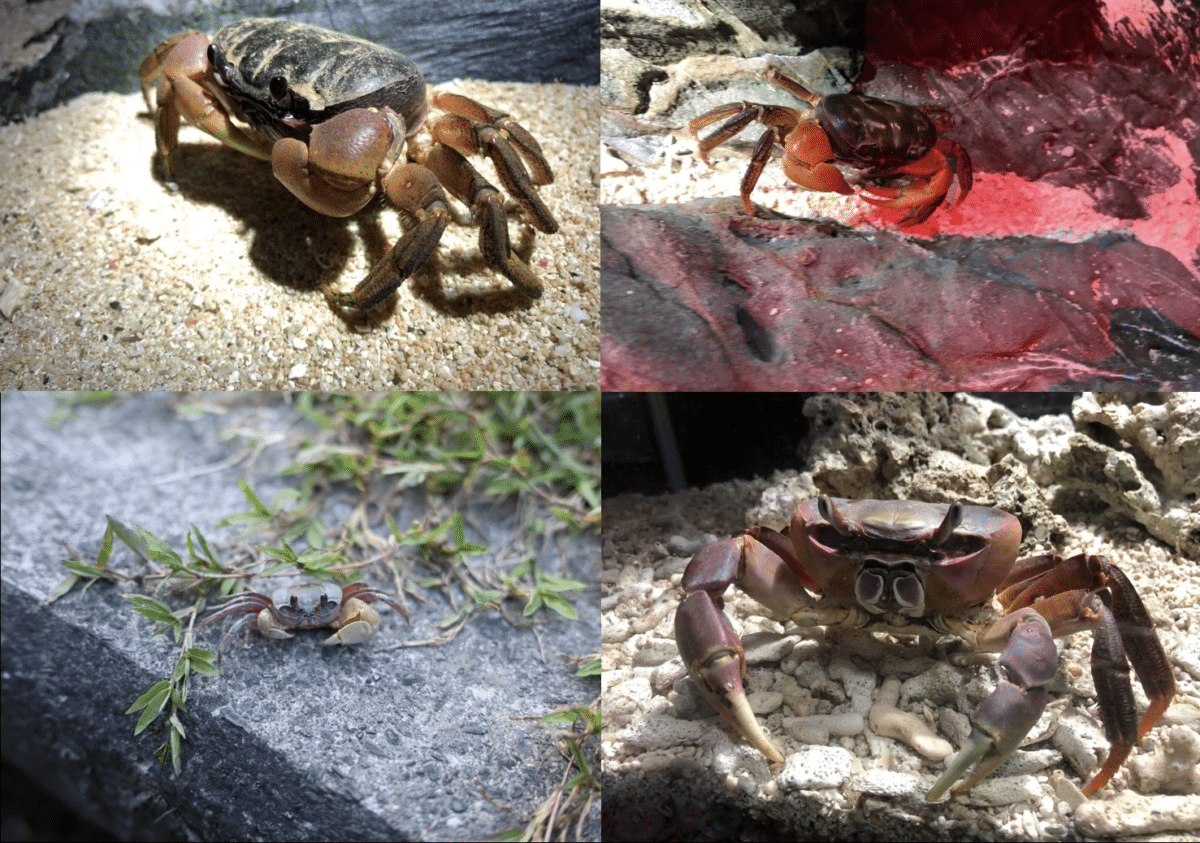 True_crab_species