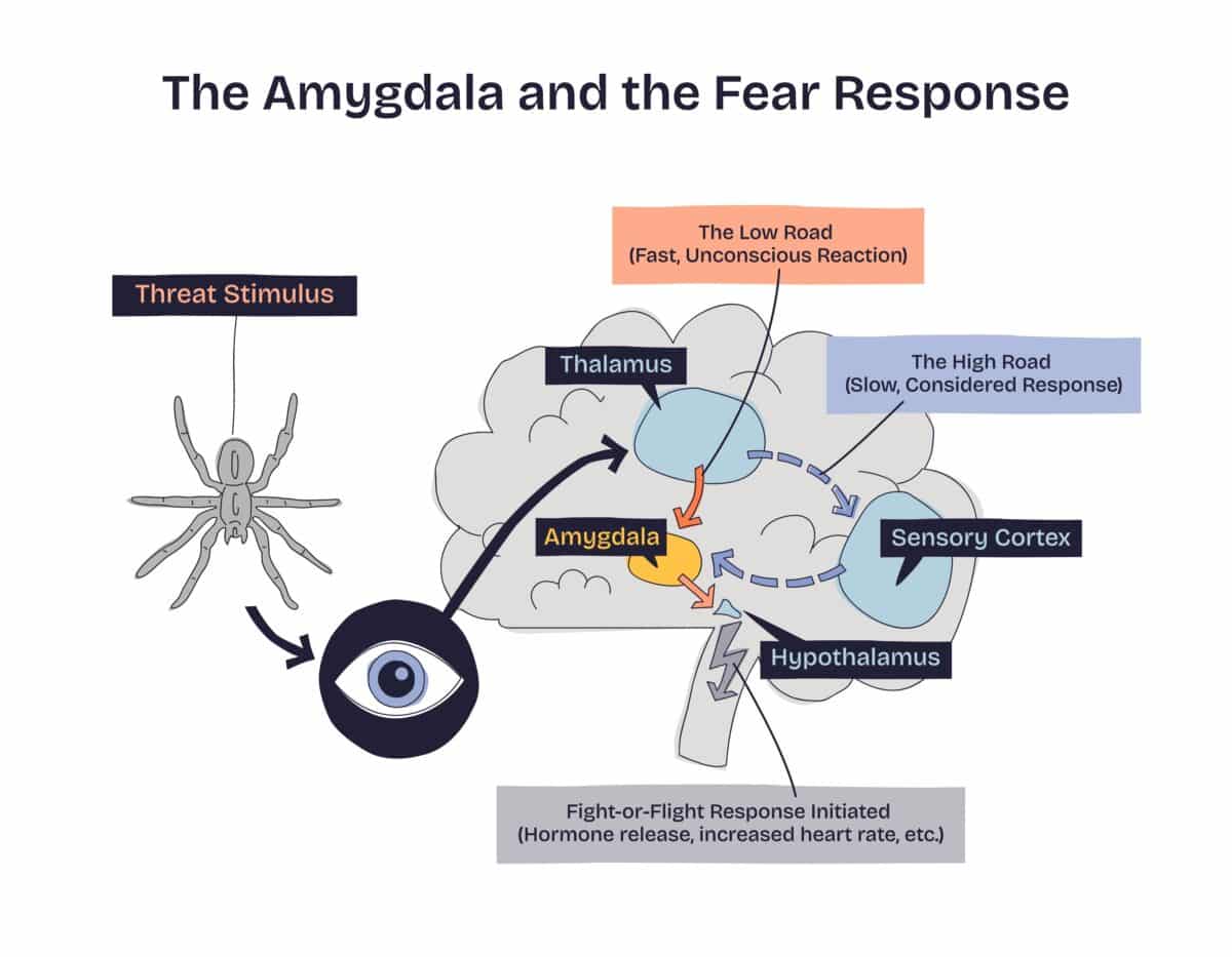 amygdala fear
