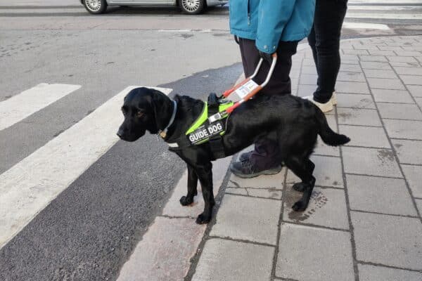 assistance dog