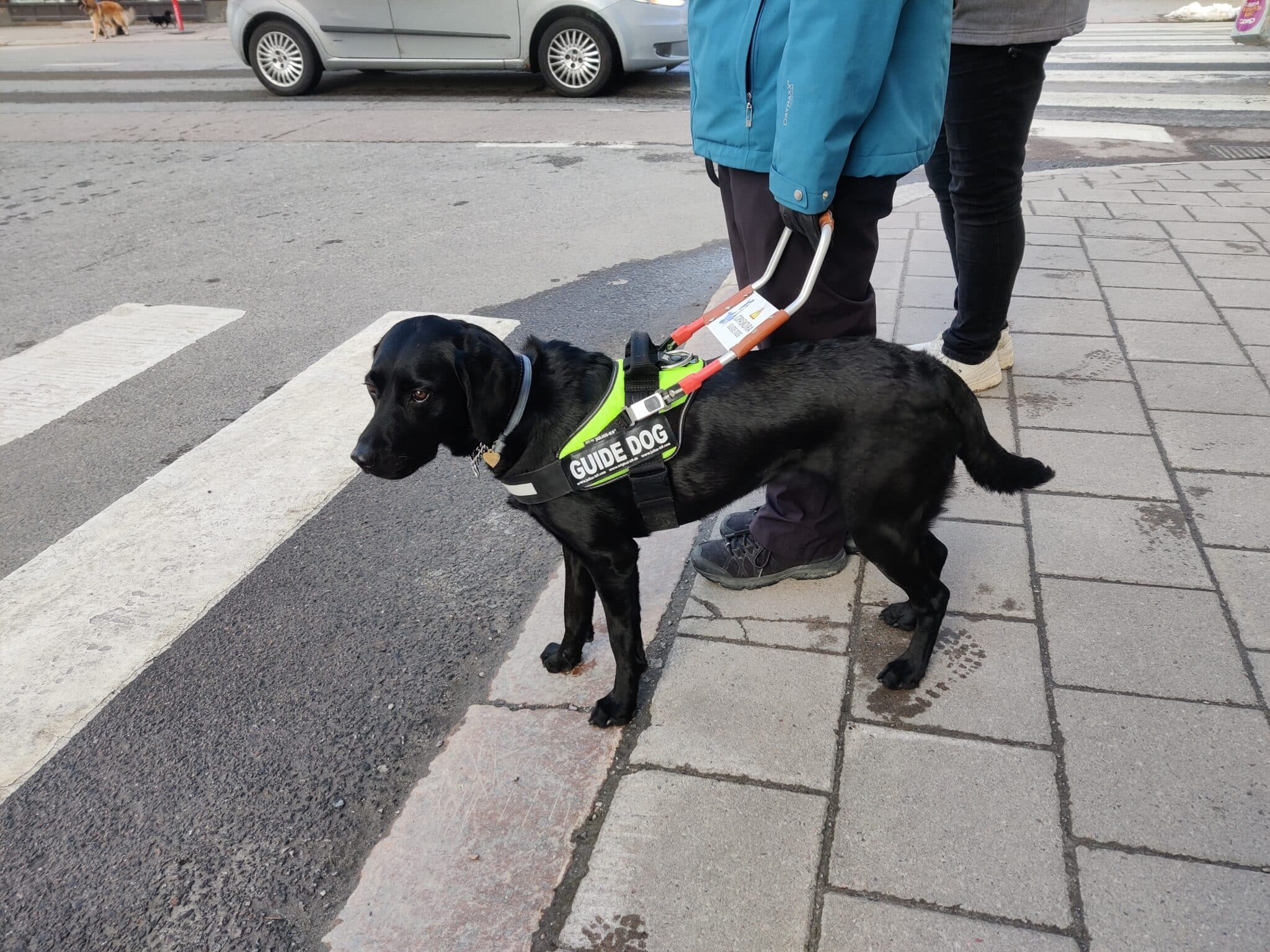 Always On The Clock: What Assistance Dogs Reveal About How We Care for ...