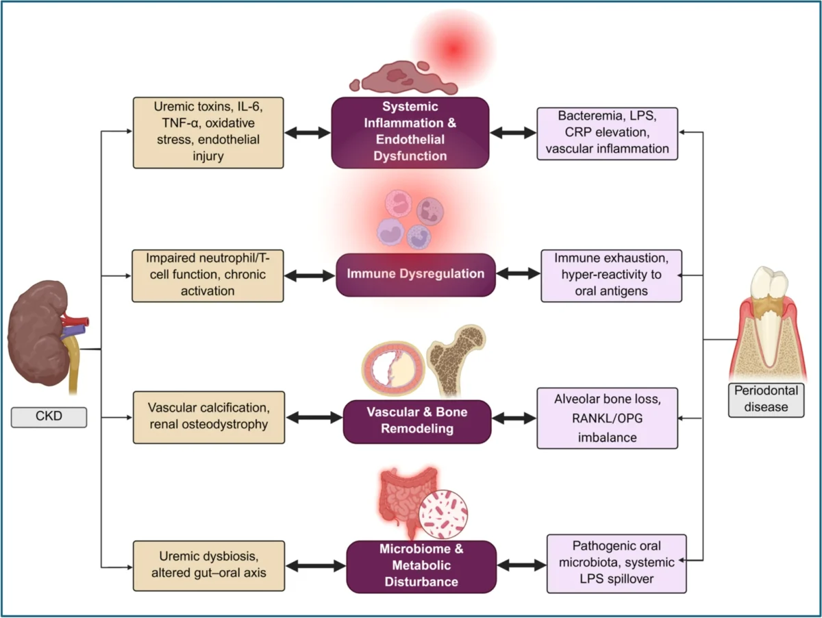 kidney gum disease