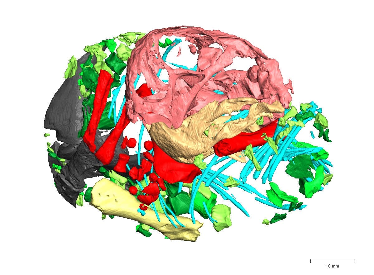 lystro egg 3d