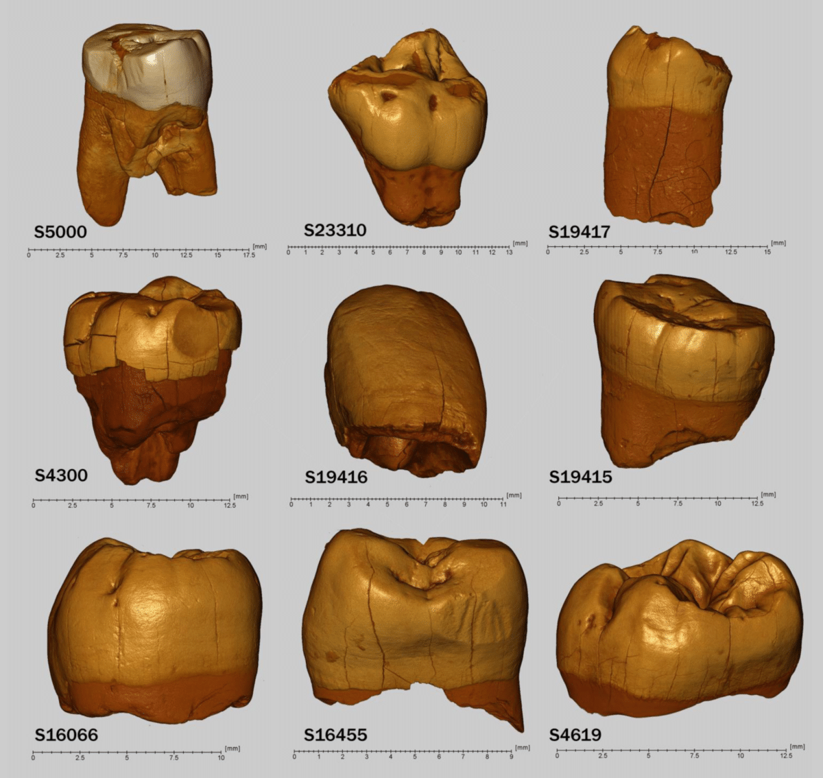 neanderthal teeth poland