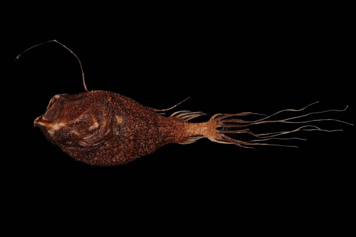 seadevil