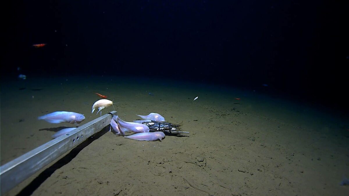supergiant amphipod