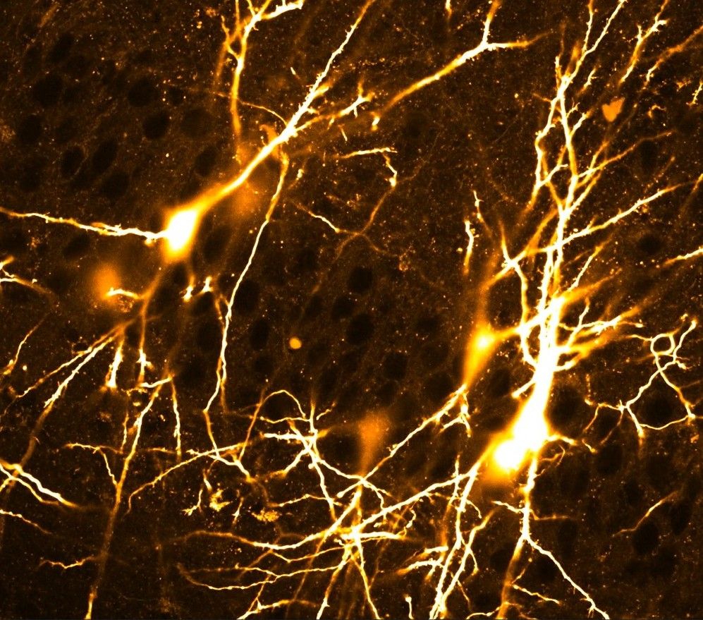 young mice neurons