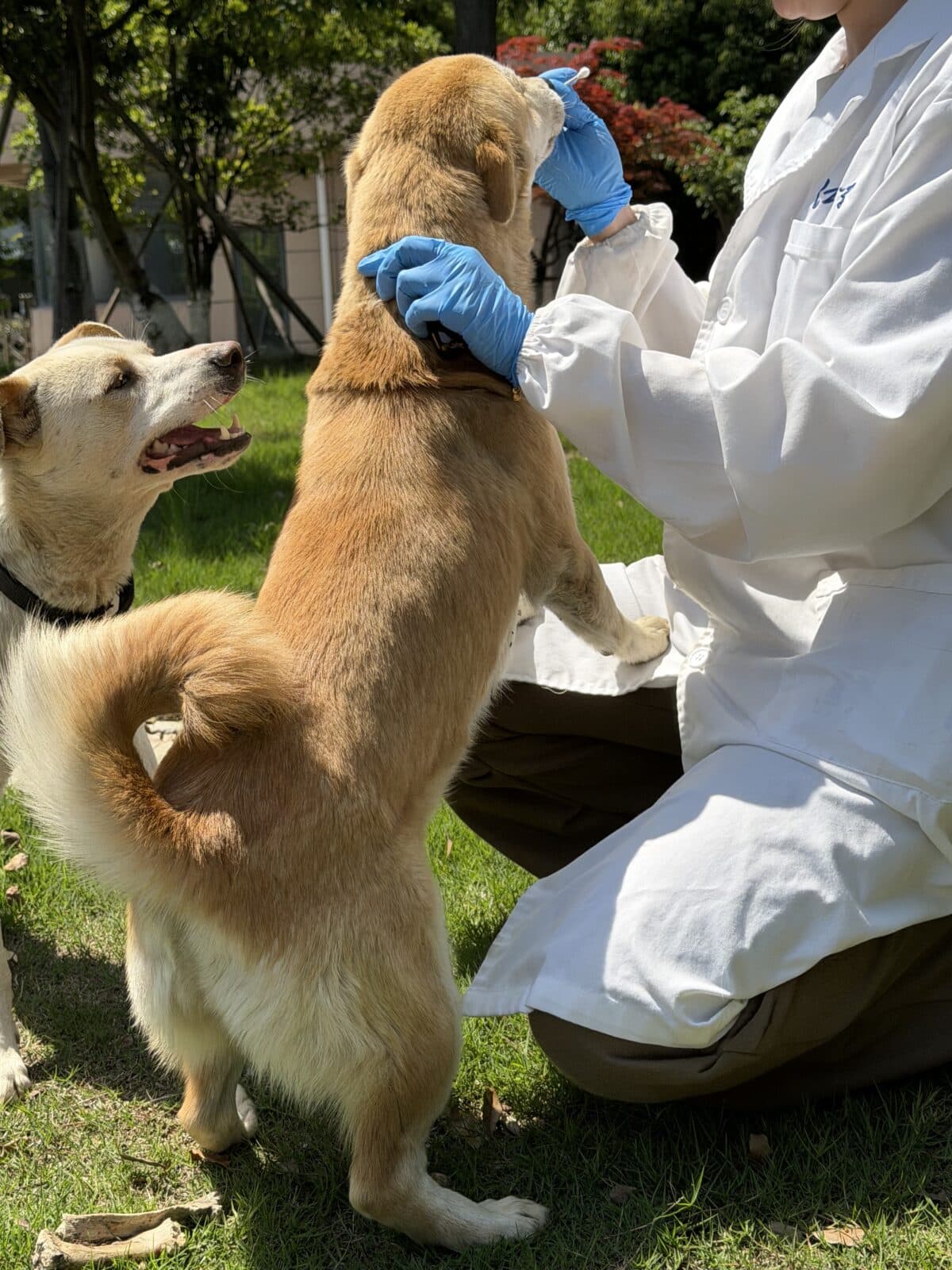 Canine halitosis