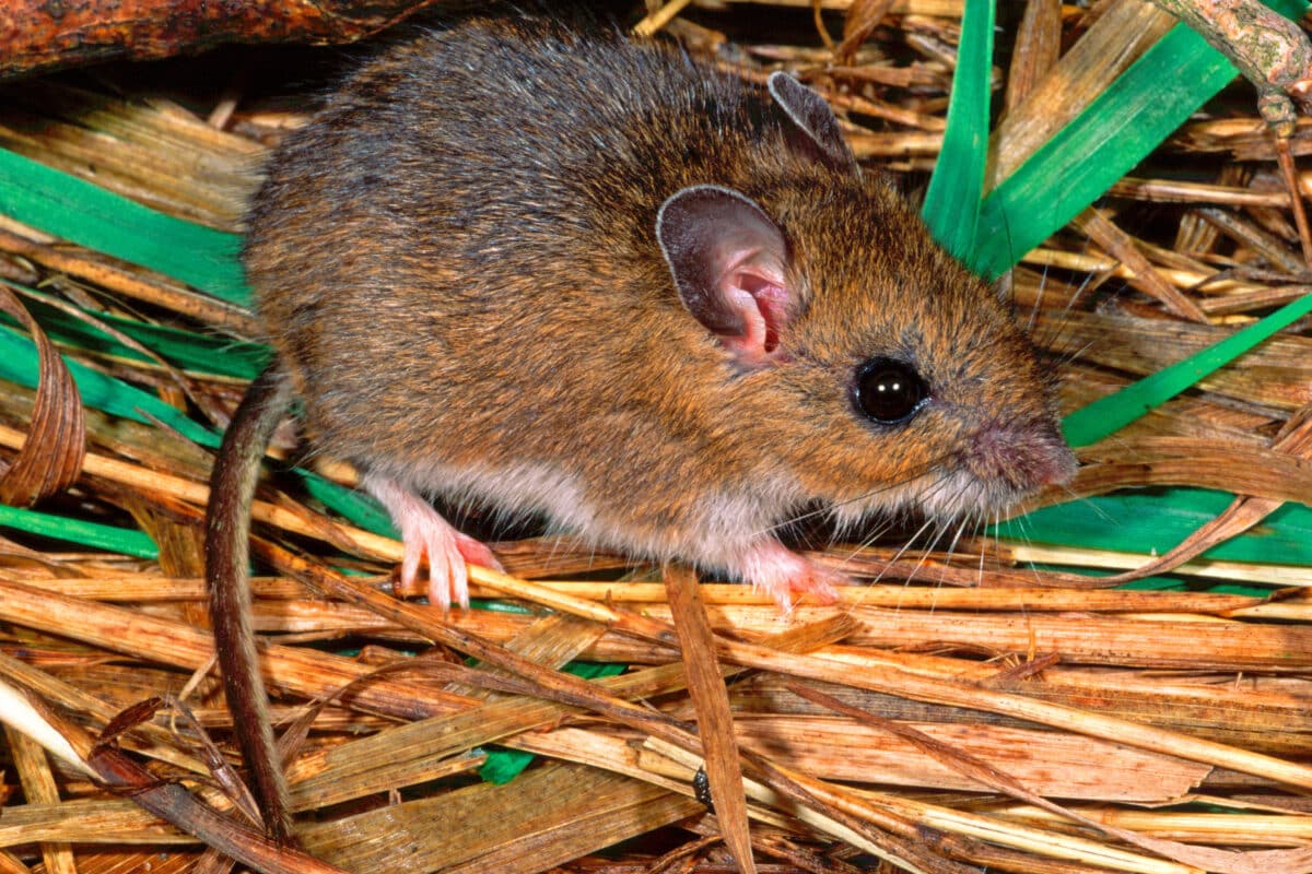 Deer mouse, Peromyscus maniculatus