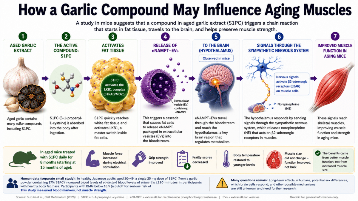 Garlic muscle study infographic