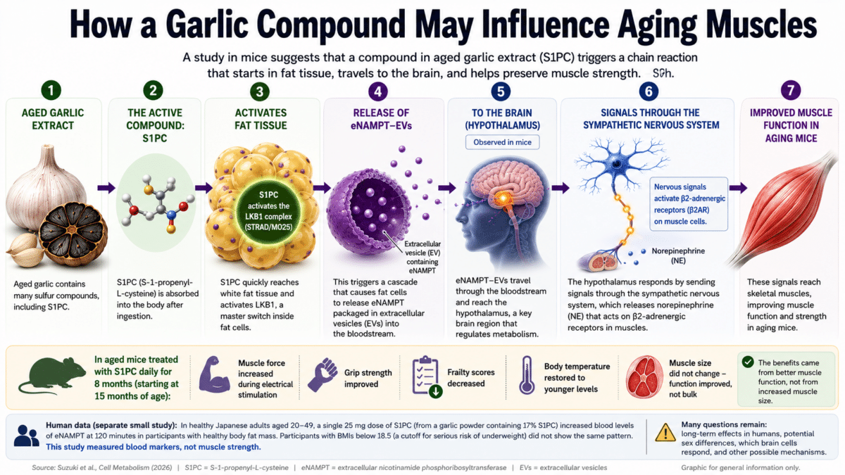 Garlic muscle study infographic