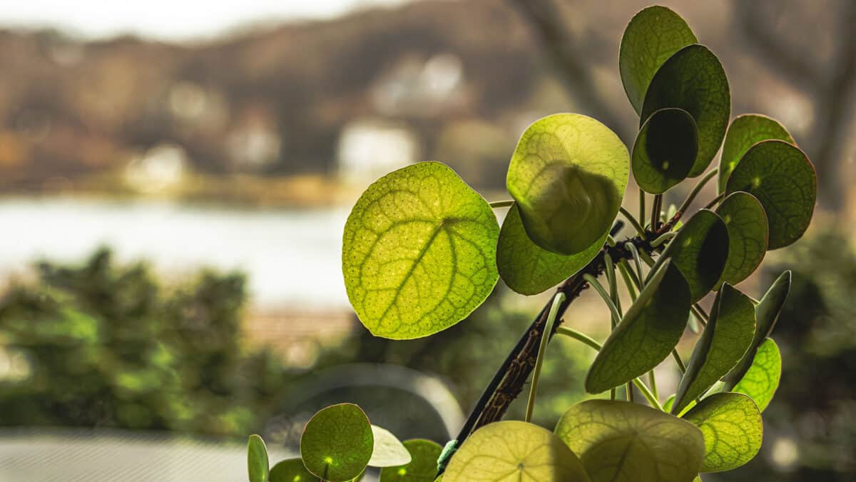Nature’s algorithm found in Chinese money plants20230123