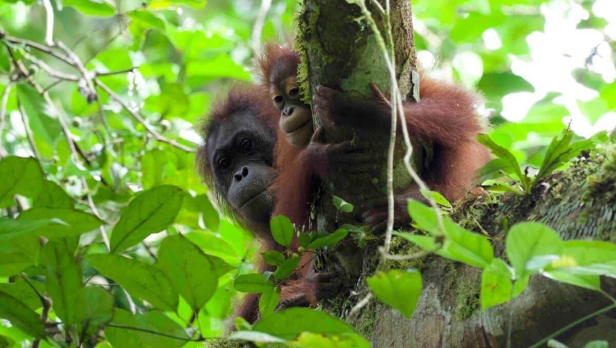 Orangutans