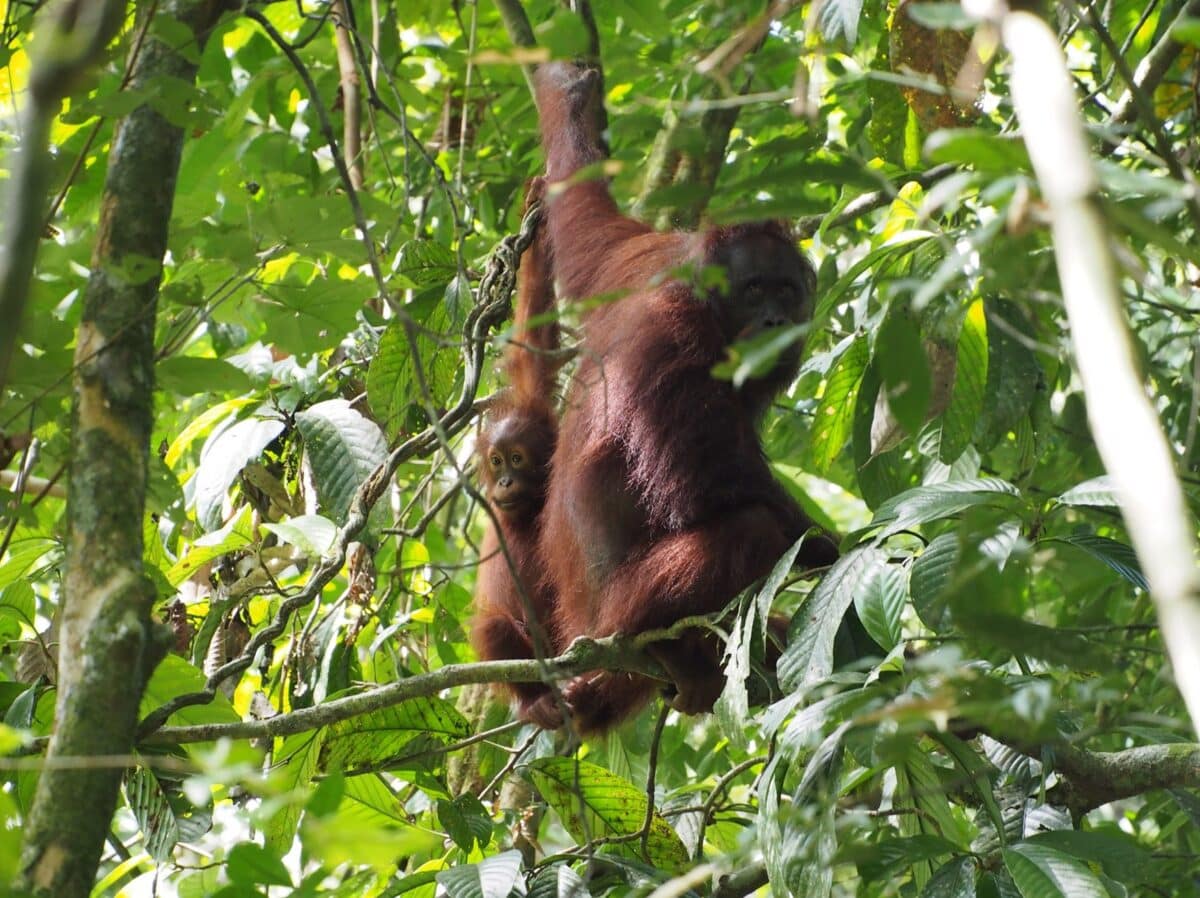 Orangutans2
