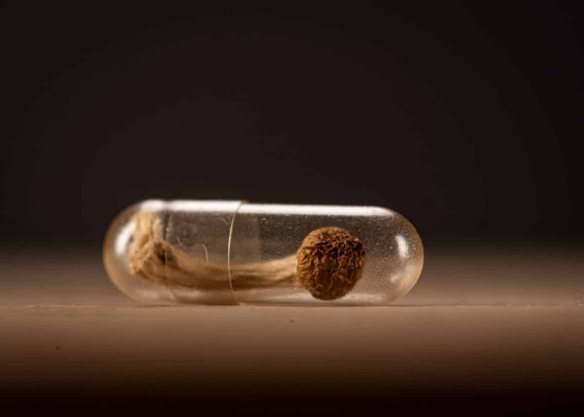 Single dose of psilocybin in a capsule