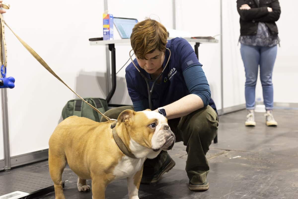 english bulldog