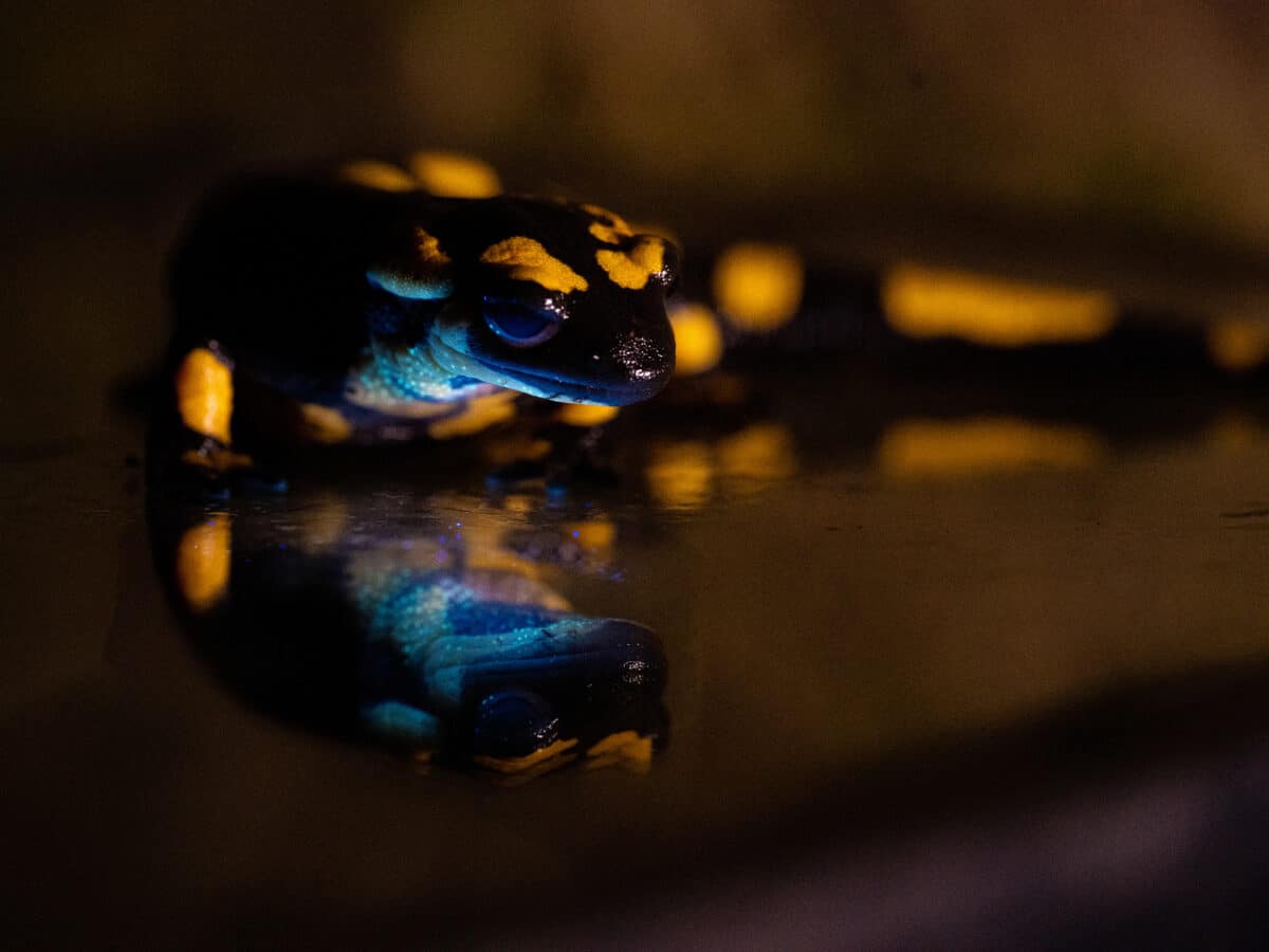 fire salamander glow