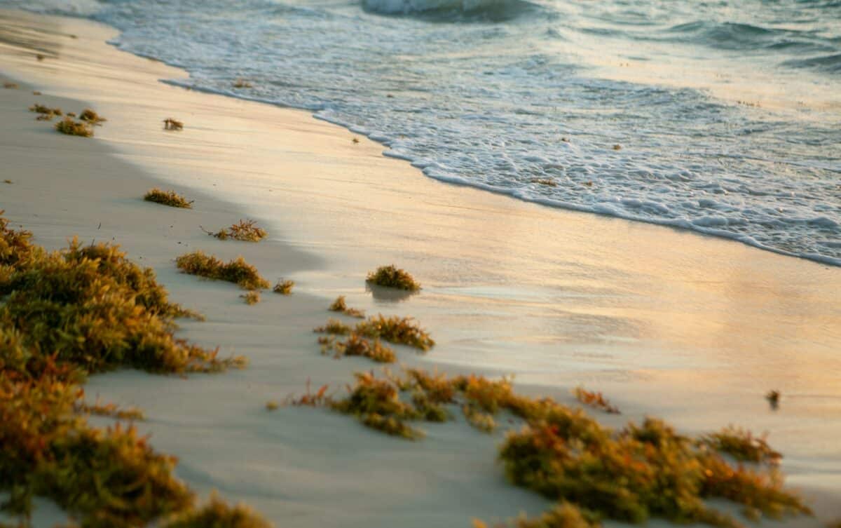 Sargassum seaweed