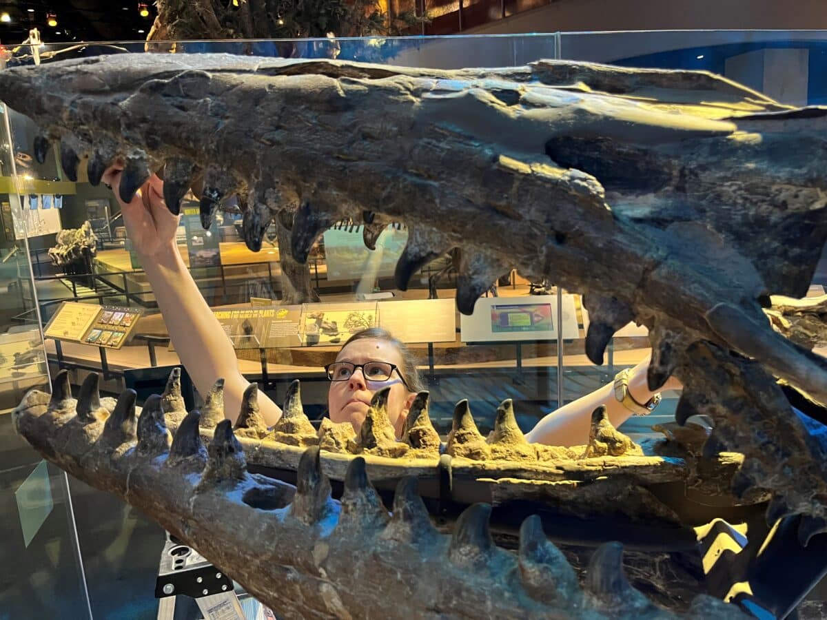T. rex holotype