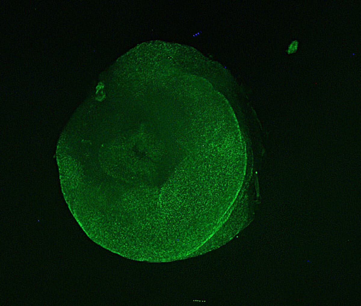 Microscopy image of an excised tube foot showing cell differentiation, with denser green coloring reflecting areas of more active cellular processes.
