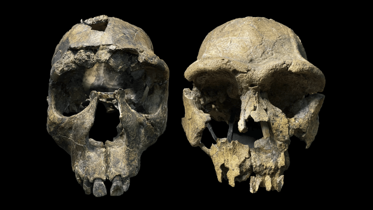 african skull