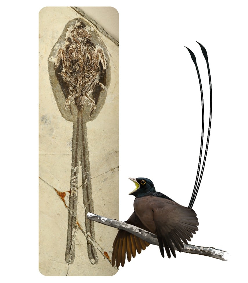 ancient bird