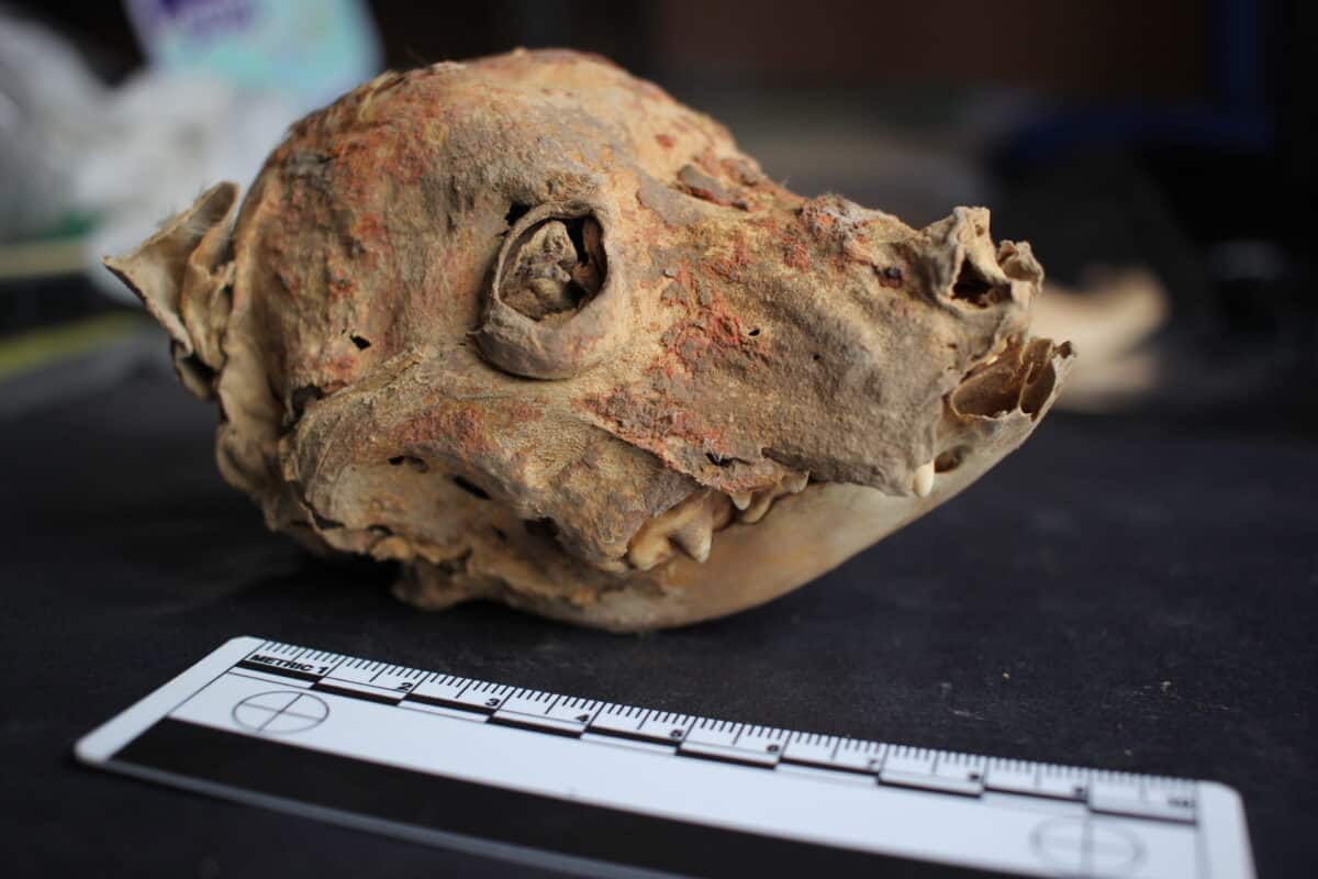 ancient dog