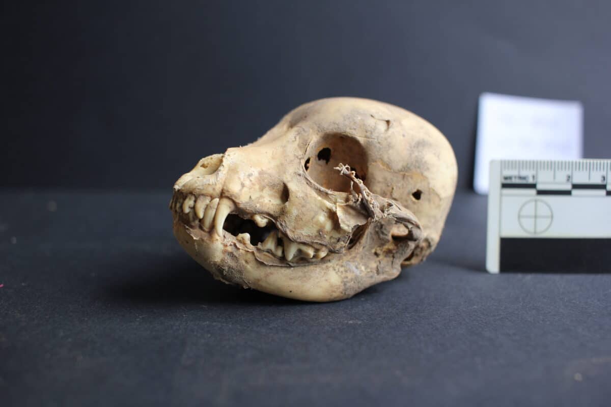 ancient dog