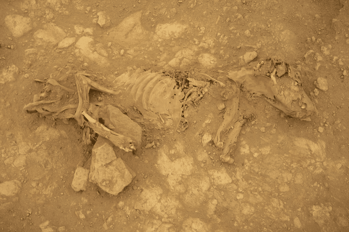 ancient dog 2
