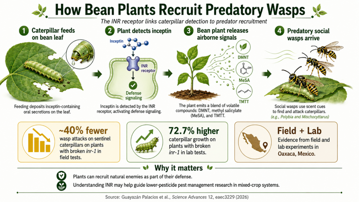 bean infographic