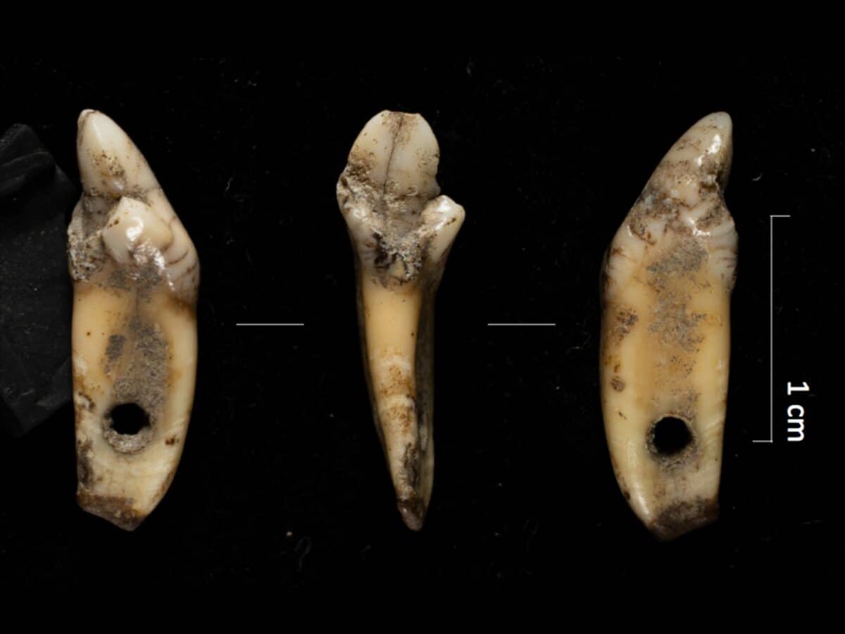 bear teeth