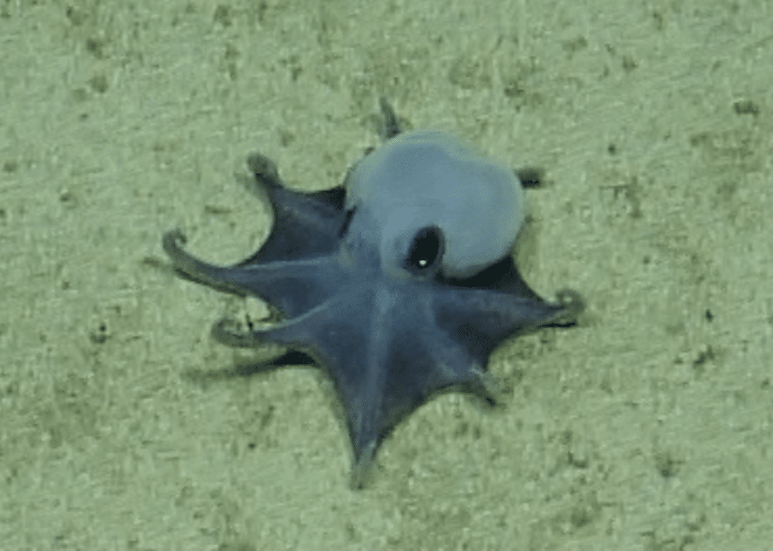 blue octopus