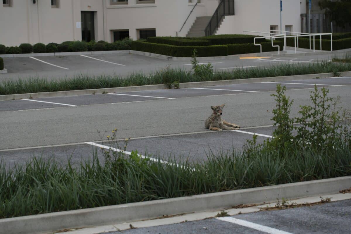coyote city