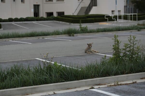 coyote city