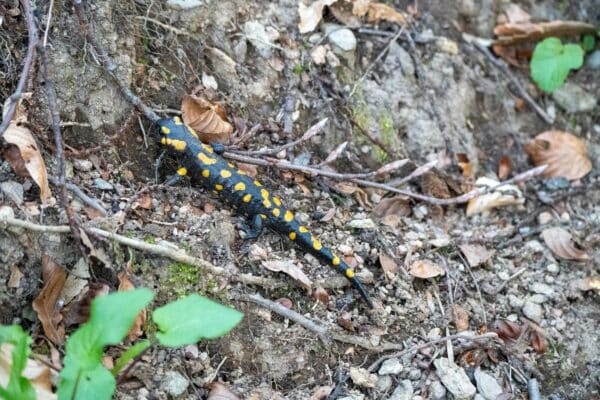 fire salamander