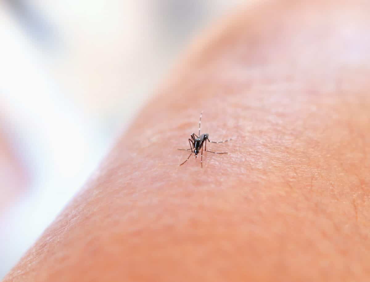 mosquito
